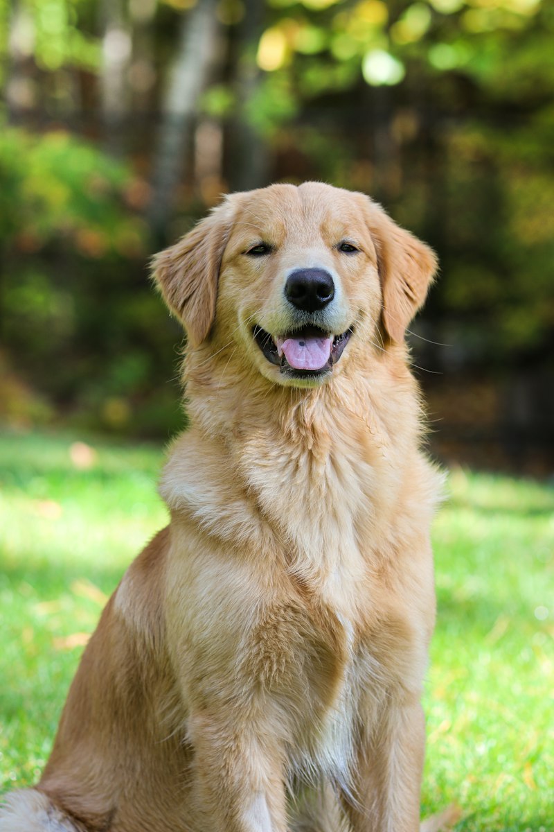 Cachorro golden retriever sorrindo